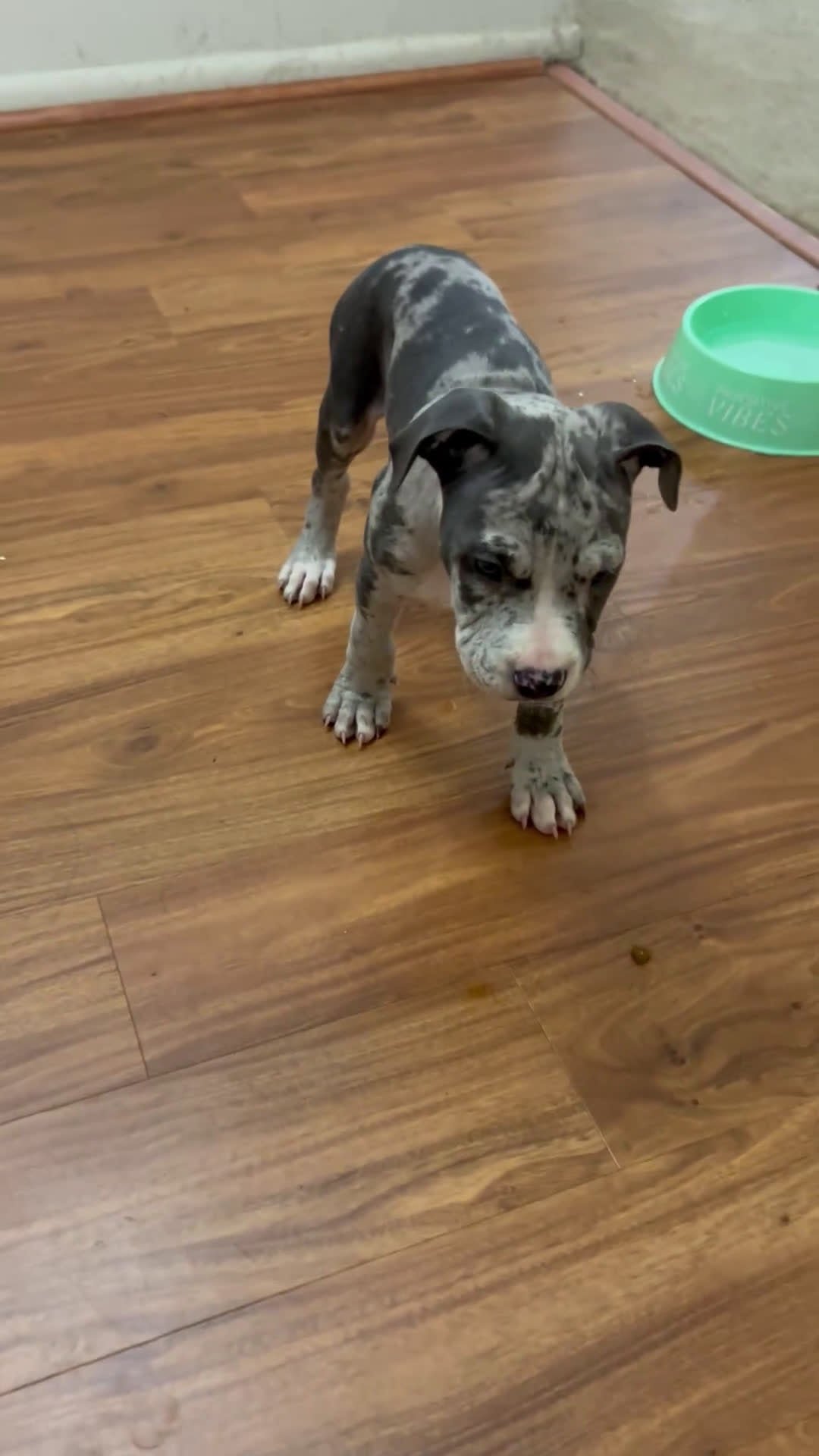 Mixed Breed dogs for sale: Luca - Video 1