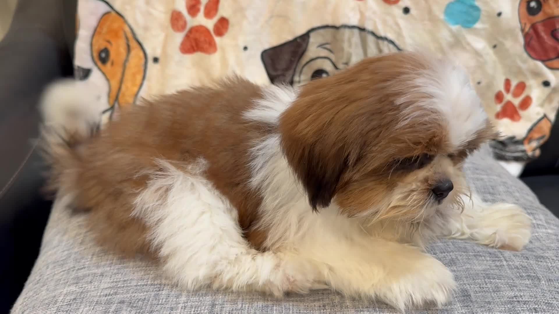 Shih Tzu dogs for sale: Mikey - Video 1