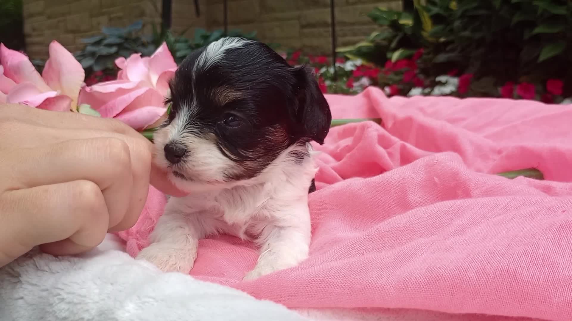 Cavapoo dogs for sale: Indy - Video 1