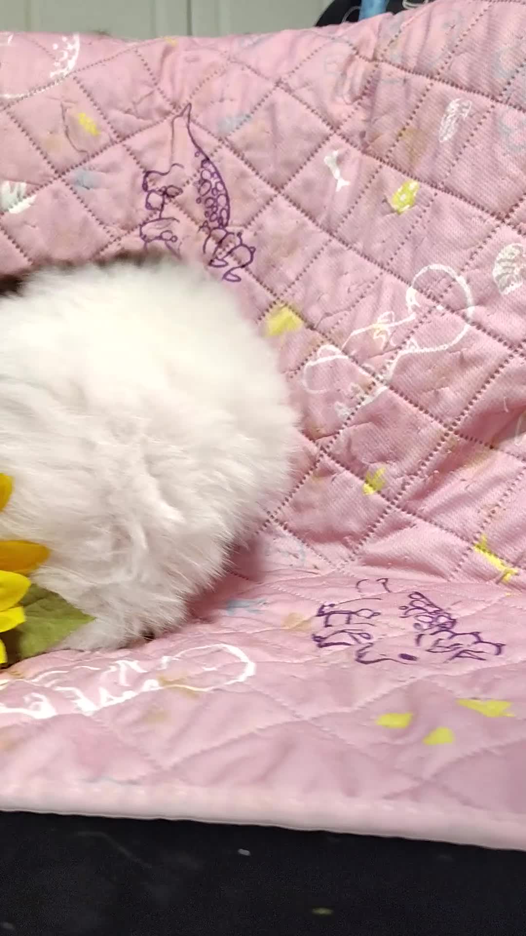 Pomeranian dogs for sale: Passion fruit - Video 1