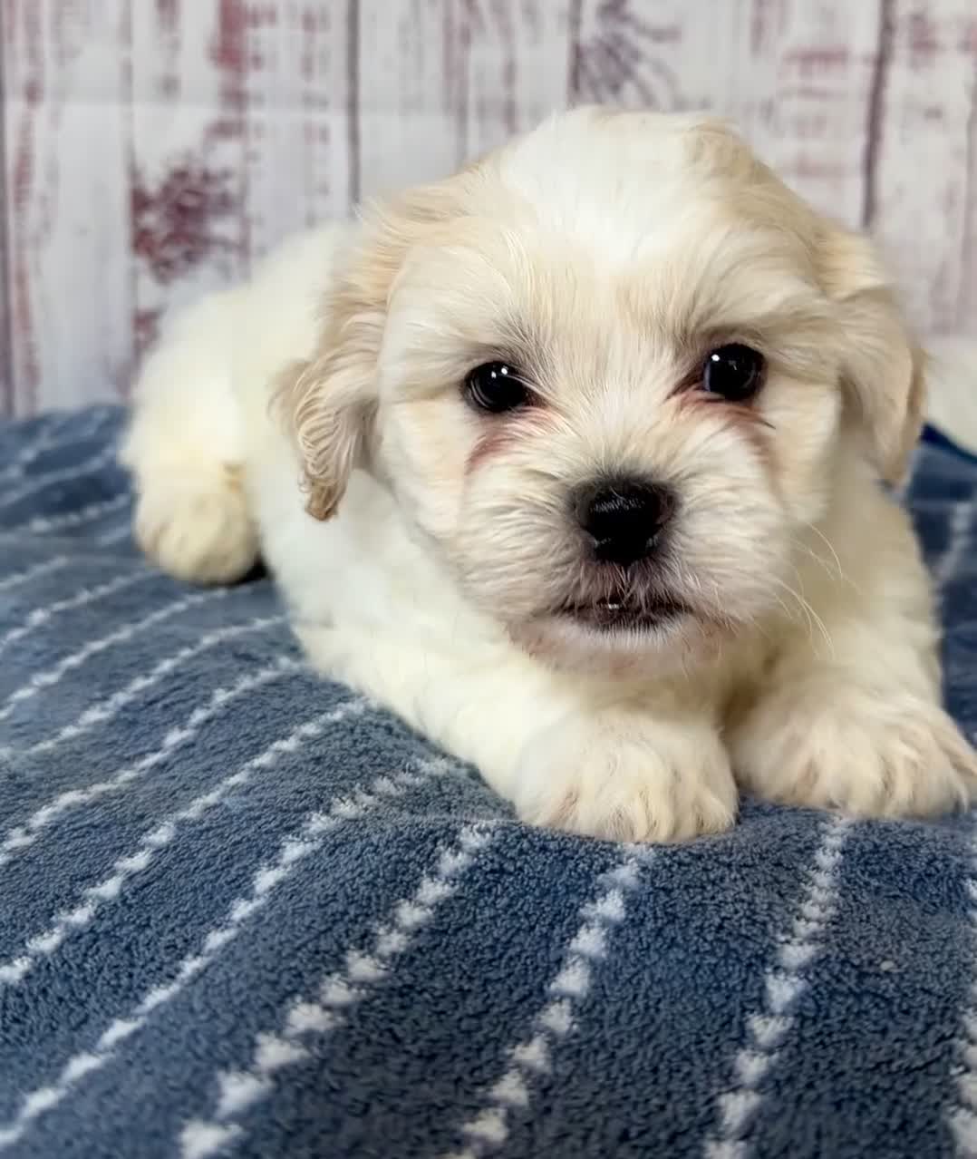 Teddy Bear dogs for sale: Mr Fluffles - Video 1