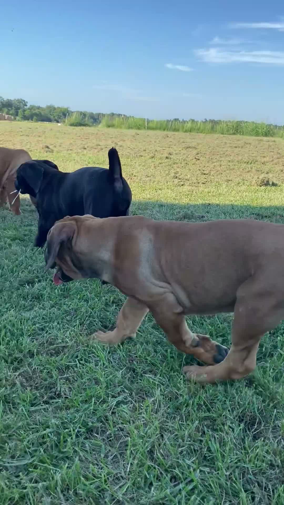 South African Boerboels dogs for sale: South African Boerboels 3 - Video 1