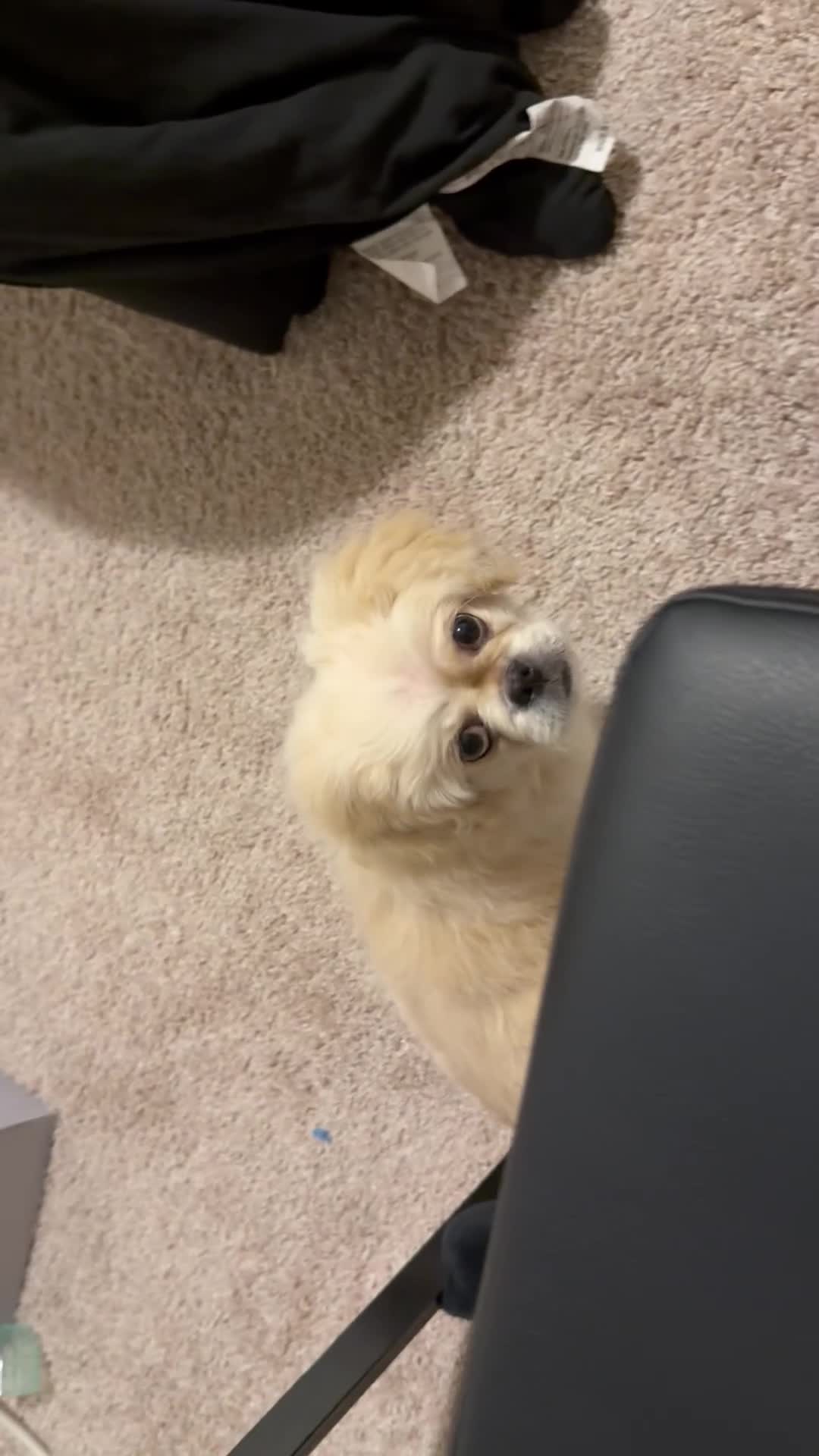 Pekingese dogs for sale: Pekingese Puppy 1 - Video 2