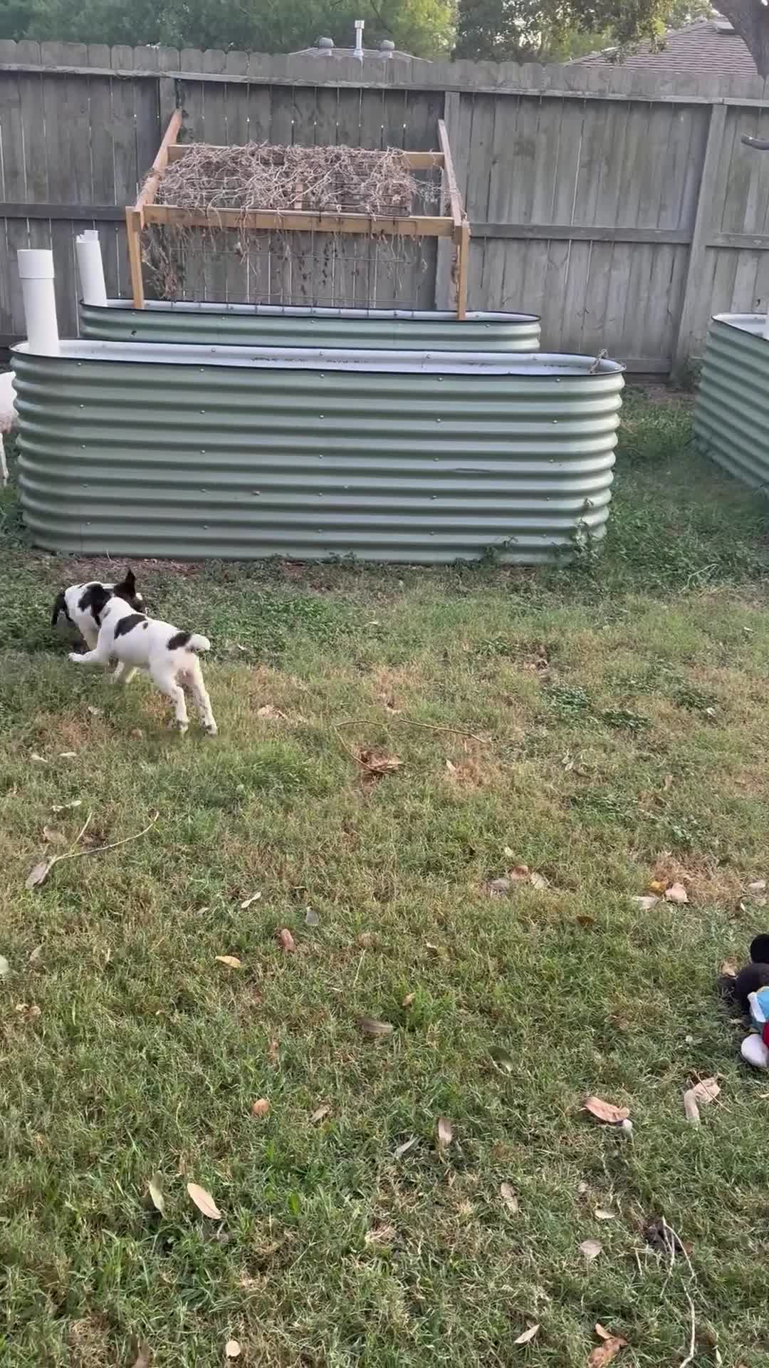 Brittany Spaniel dogs for sale: Biscuit - Video 1