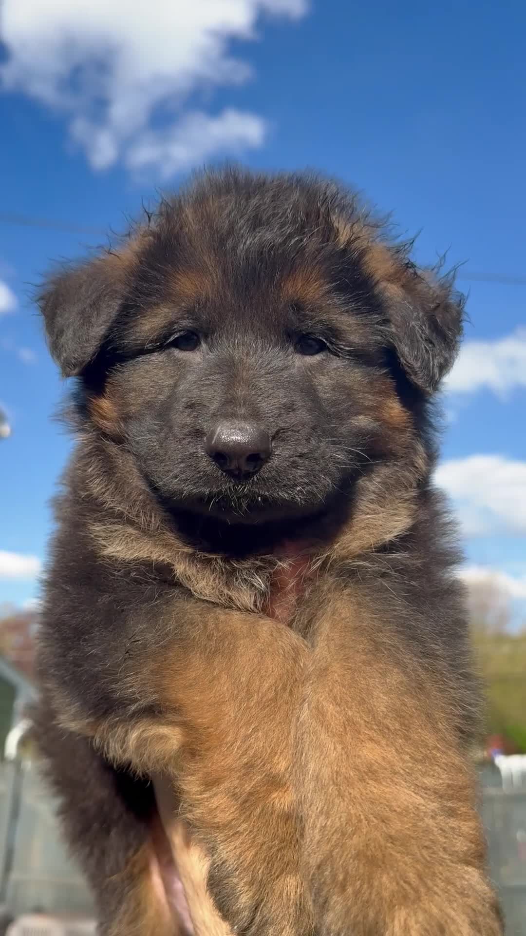 German Shepherd dogs for sale: Diesel  - Video 1