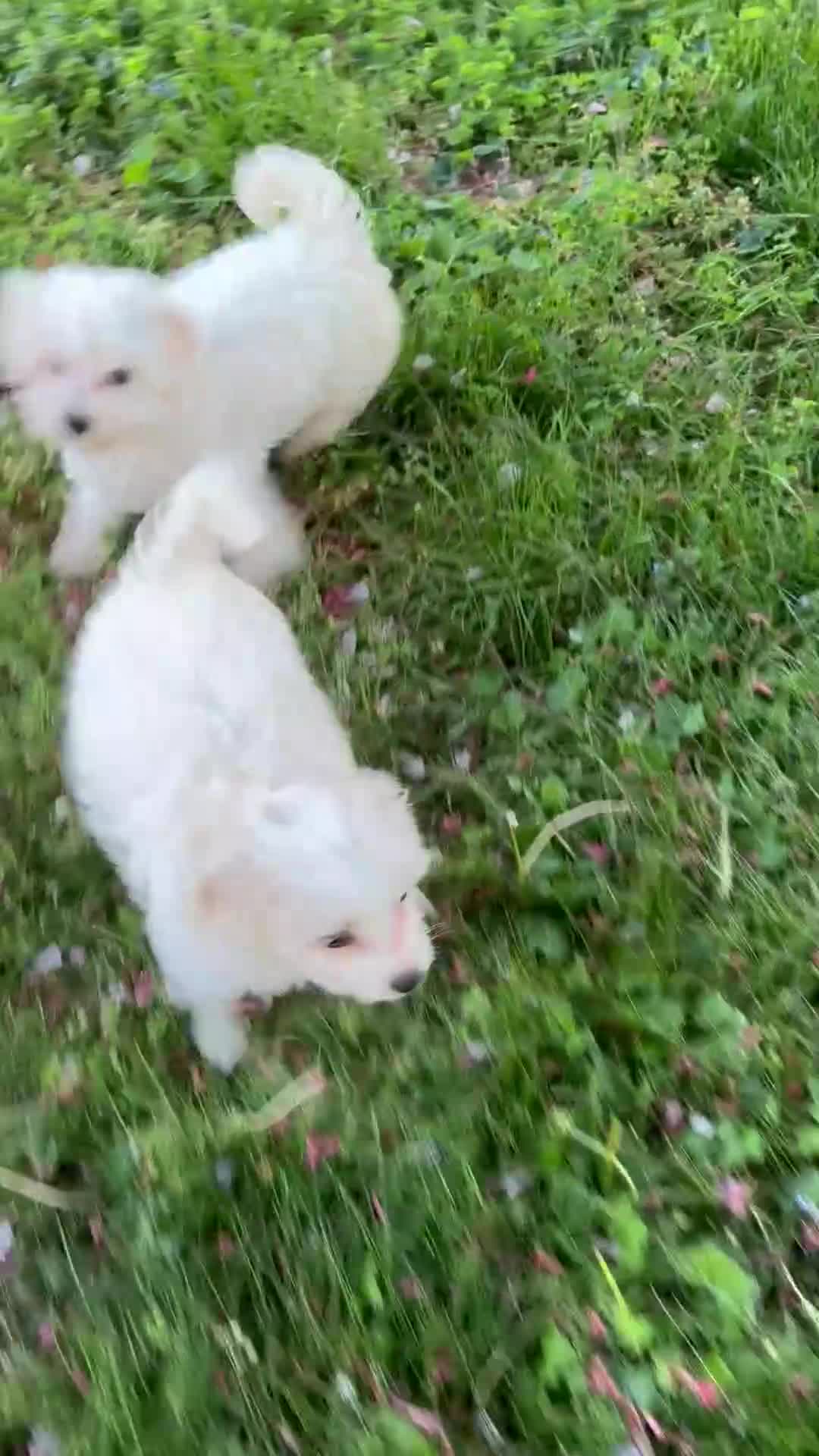 Maltipoo dogs for sale: Maltipoo Puppy 1 - Video 2