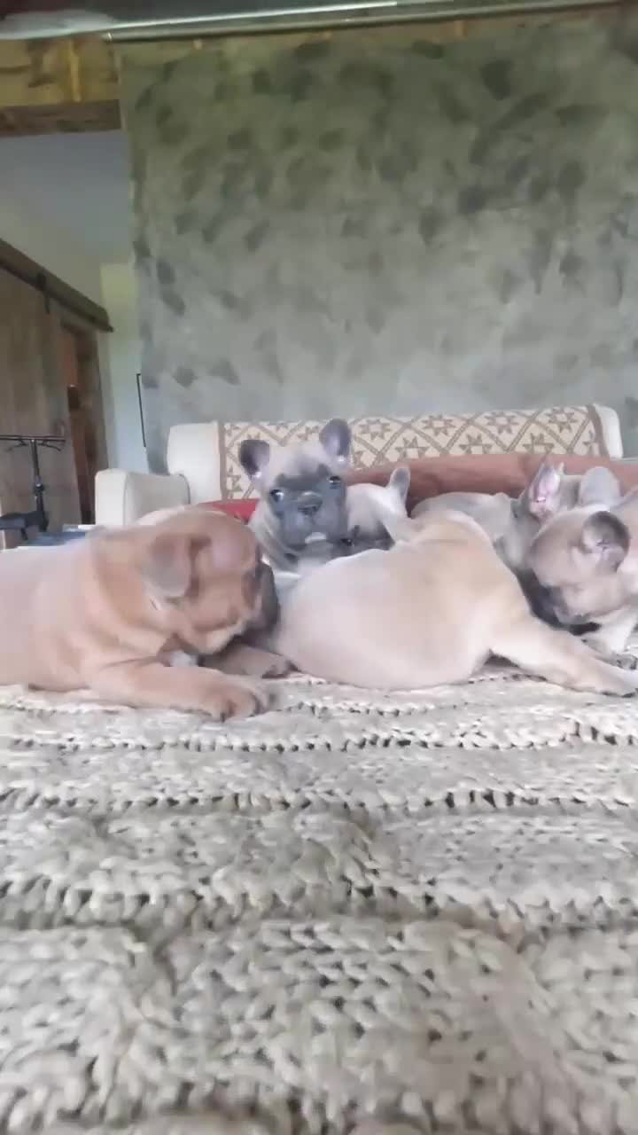 French Bulldog dogs for sale: Penny AKC - Video 1