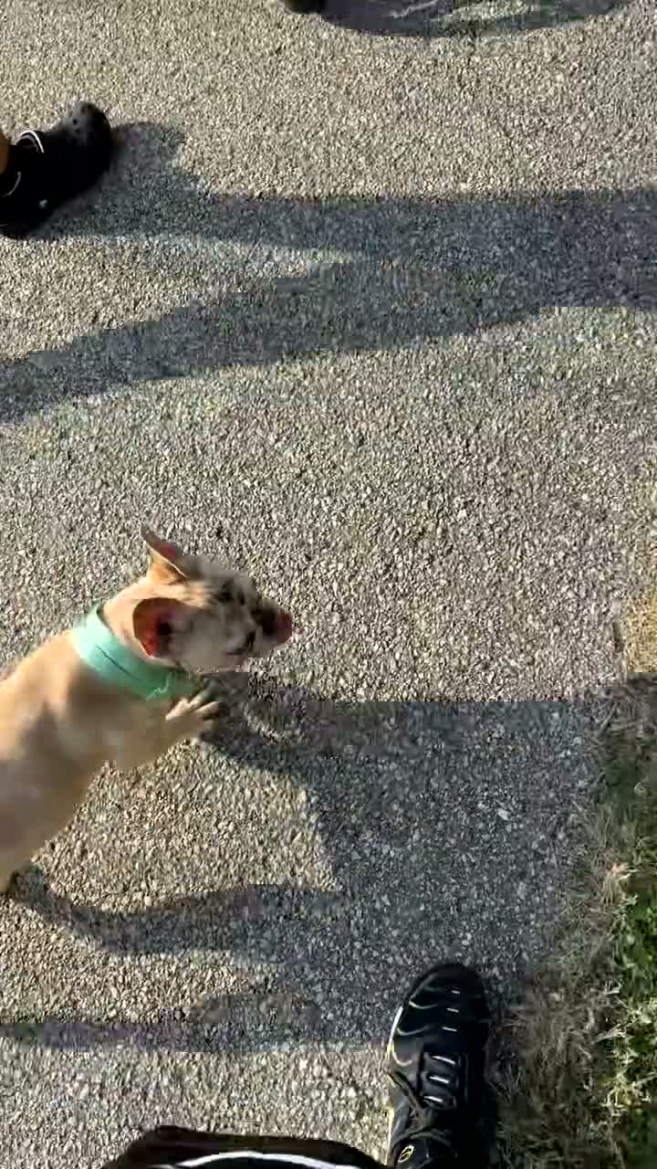 French Bulldog dogs for sale: Chanel - Video 1