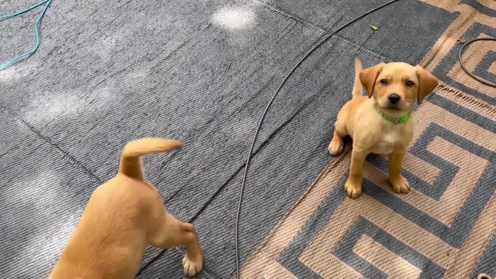 Labrador Retriever dogs for sale: Light green collar Yodi - Video 4