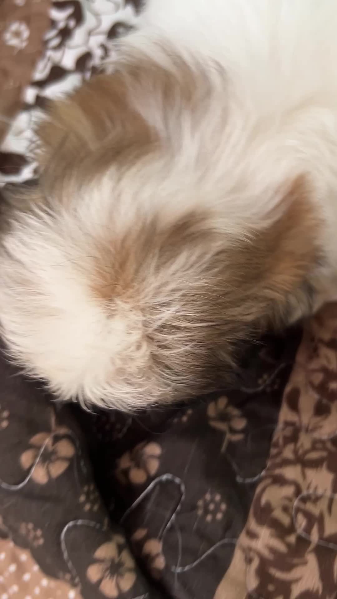 Shih Tzu dogs for sale: James - Video 2
