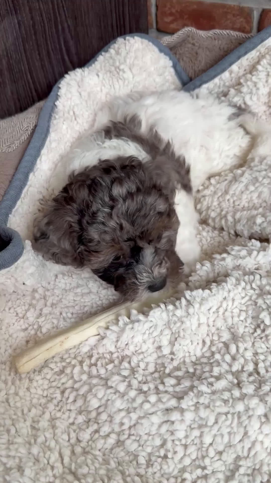 Yorkiepoo dogs for sale: Yorkiepoo ALUNA - Video 1