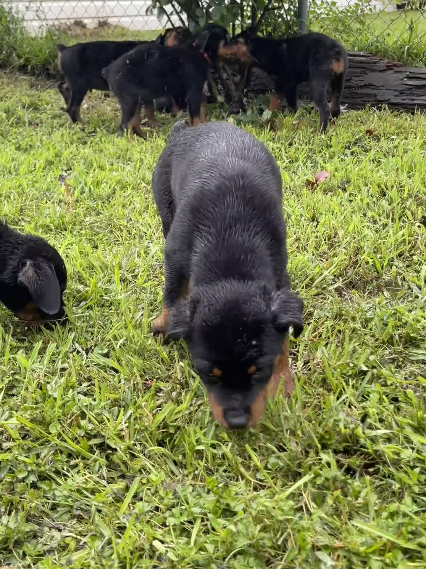 Rottweiler dogs for sale: Rottweiler 1 - Video 1