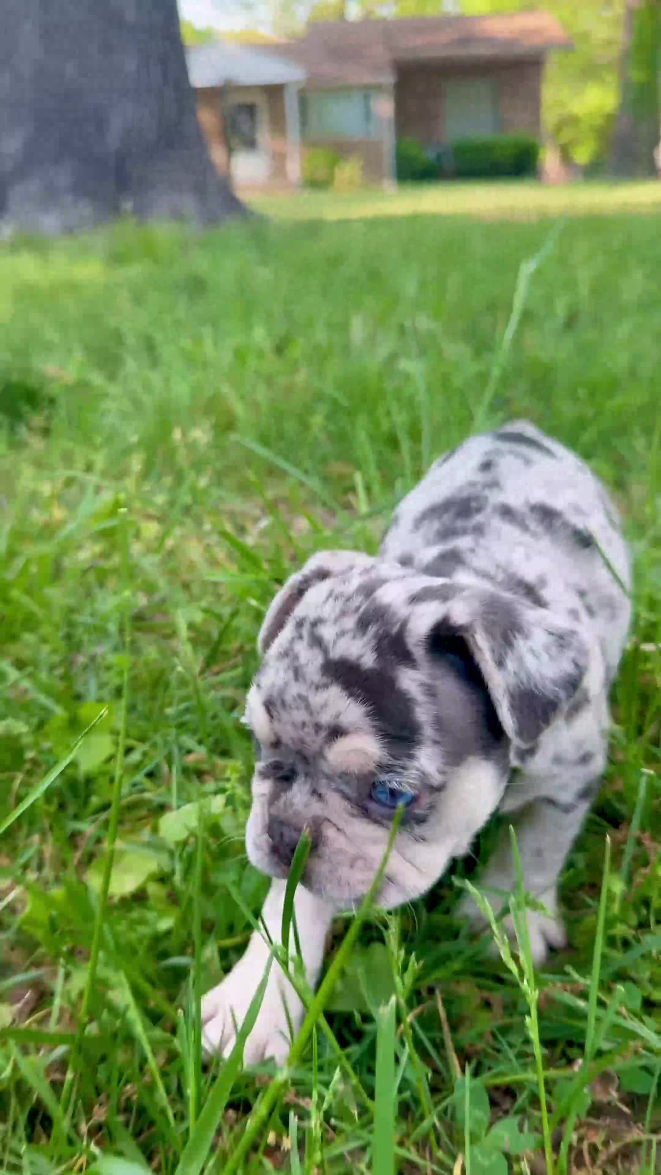 French Bulldog dogs for sale: Mowgli - Video 1