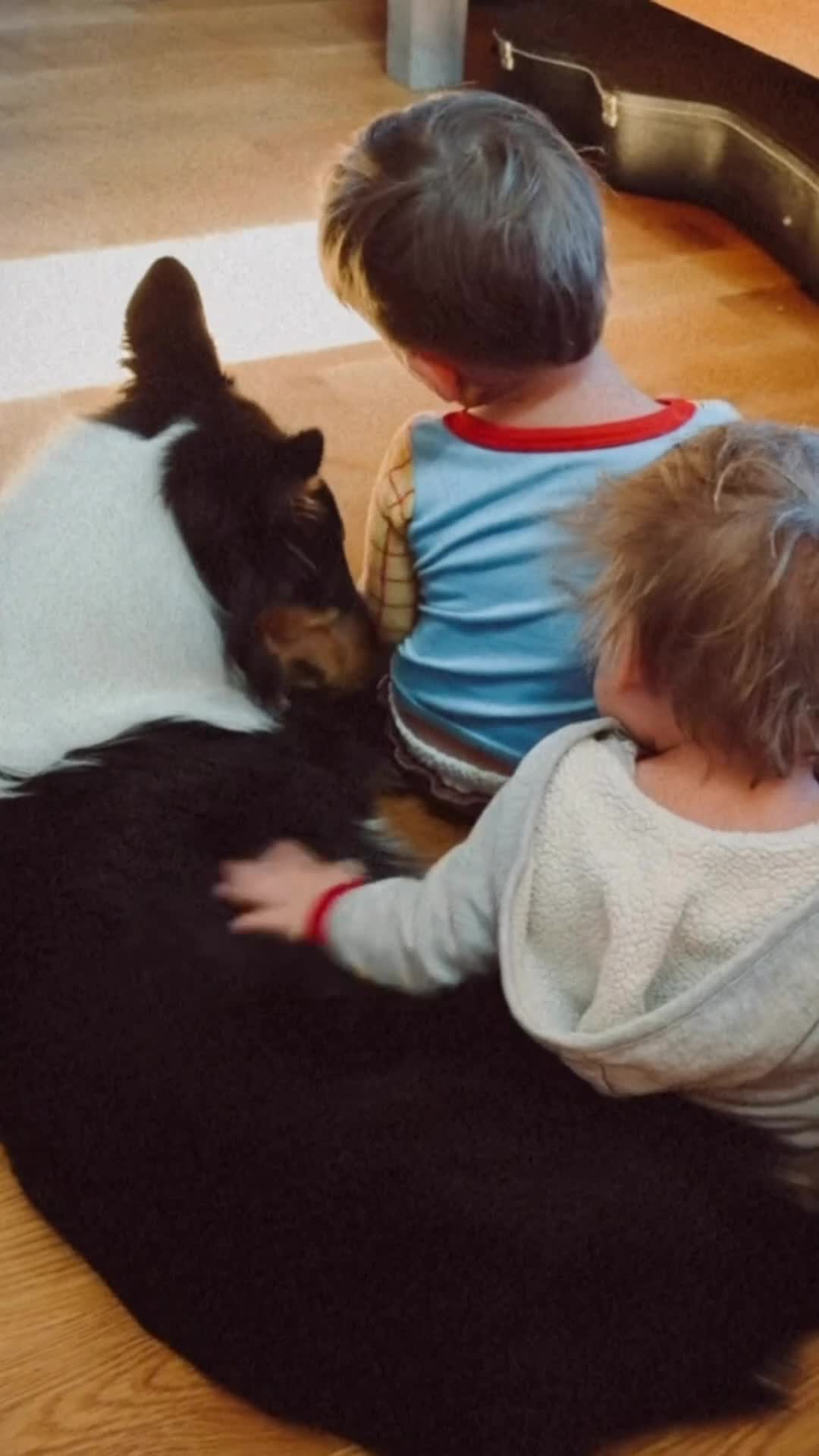 Collie dogs for sale: Sam - Video 1