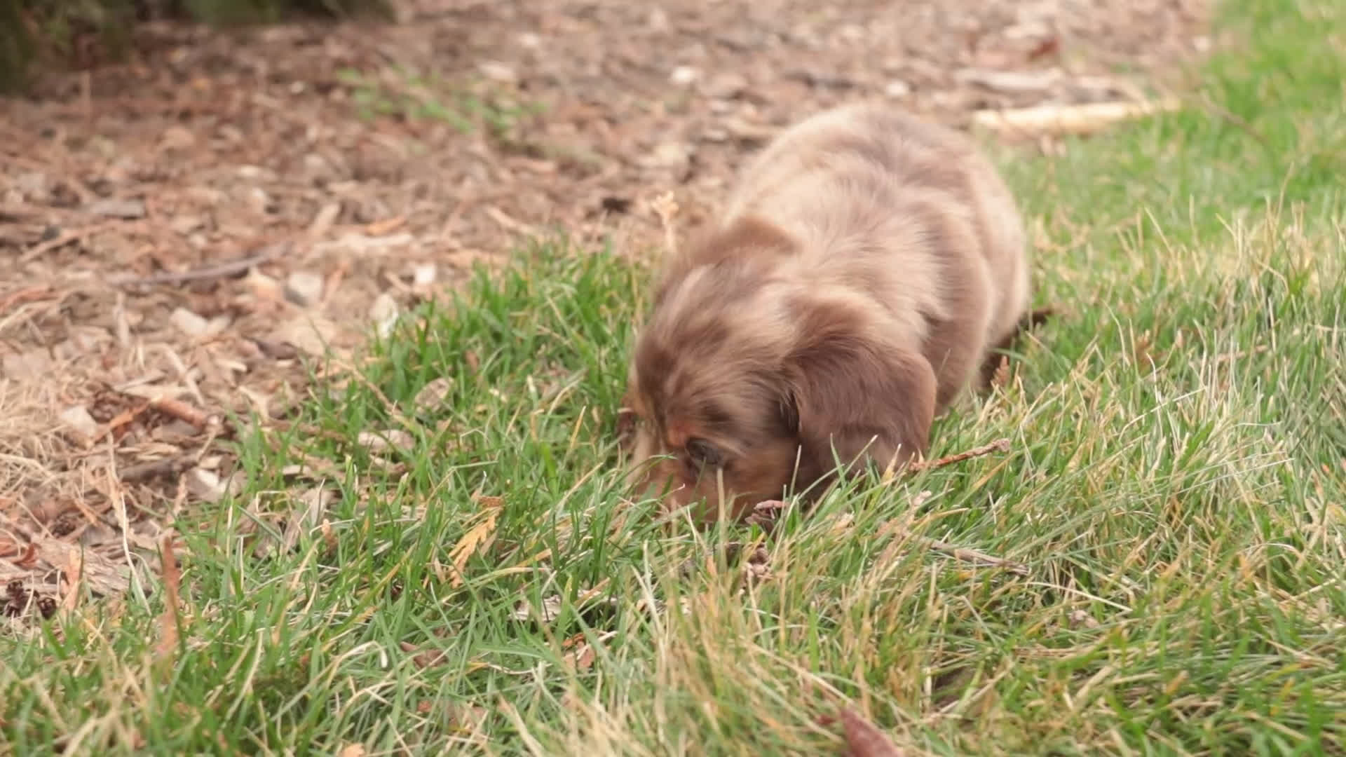 Miniature Dachshund dogs for sale: Simba - Video 1