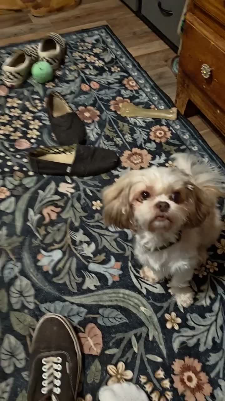 Shih Tzu dogs for sale: Tea Cup Shih Tzu 1 - Video 1