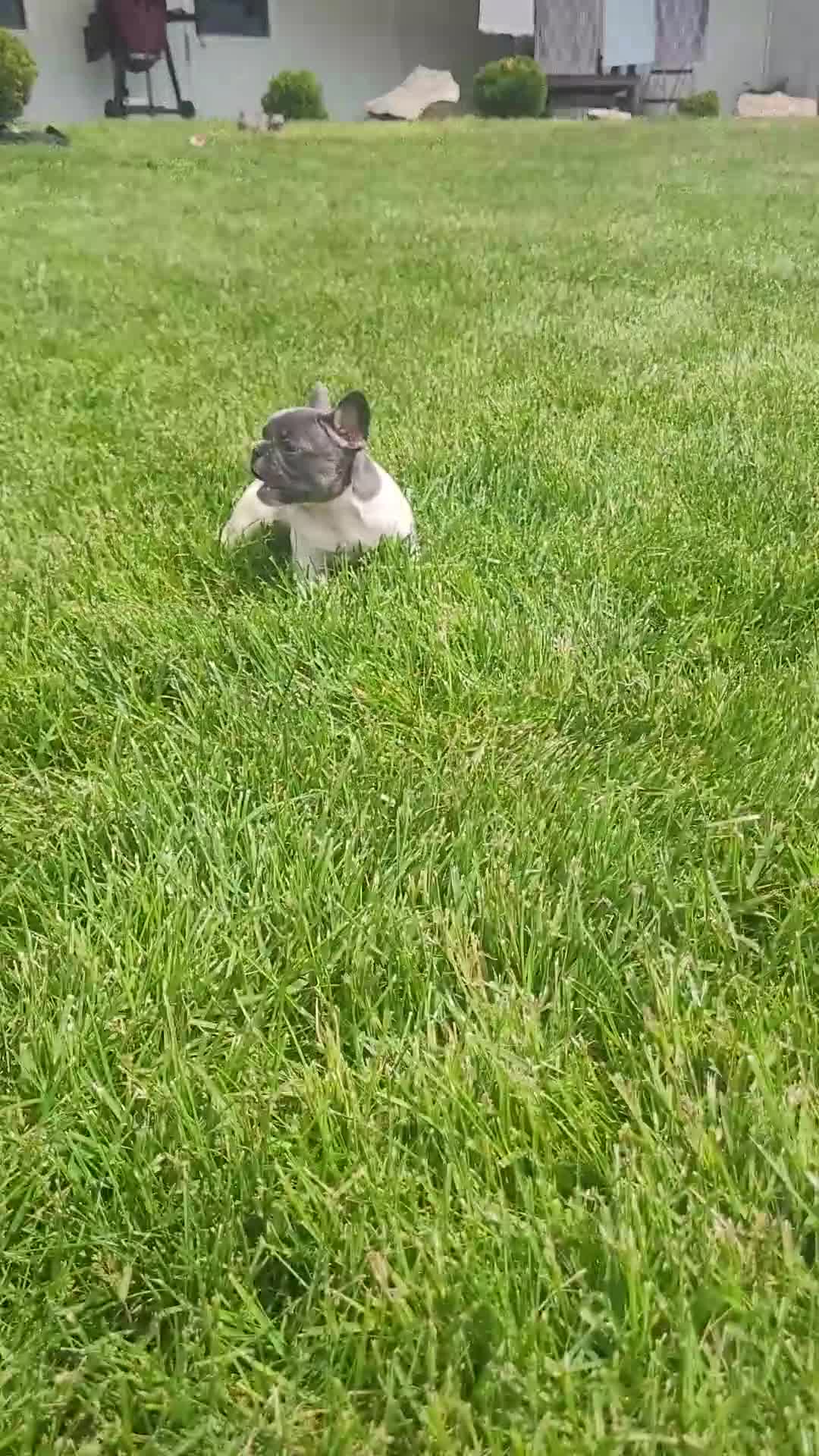 French Bulldog dogs for sale:  Brylee, Puppy 4 - Video 1