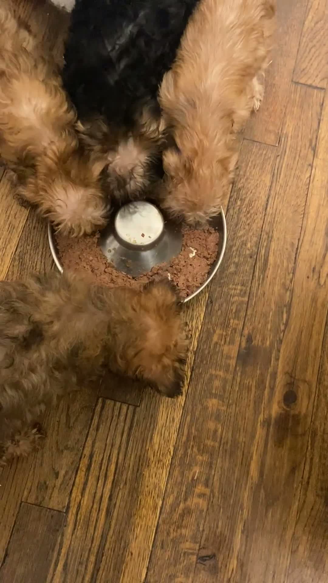Yorkshire Terrier dogs for sale: Yorkshire Terrier 2 - Video 1