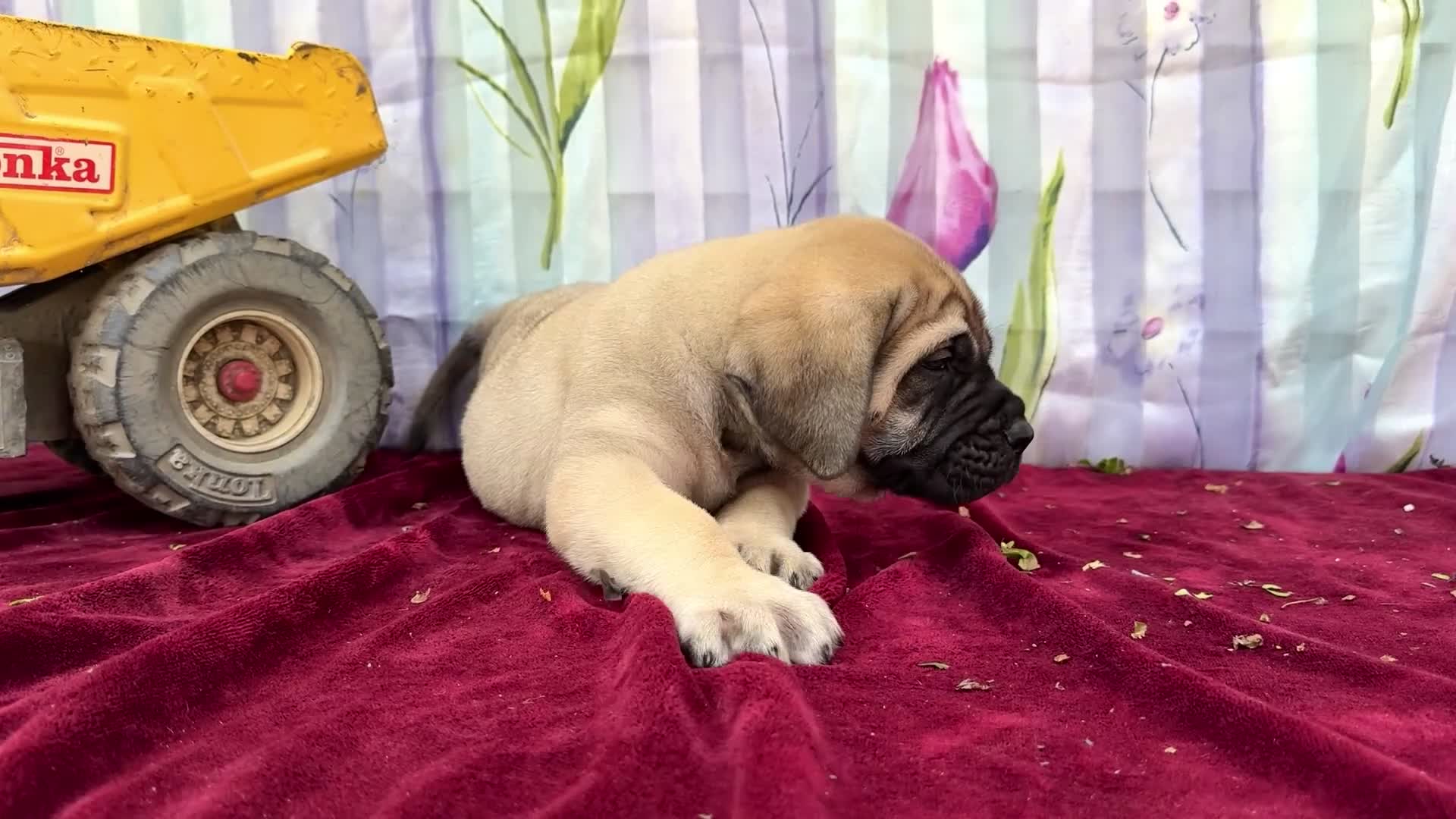 English Mastiff dogs for sale: Max - Video 1