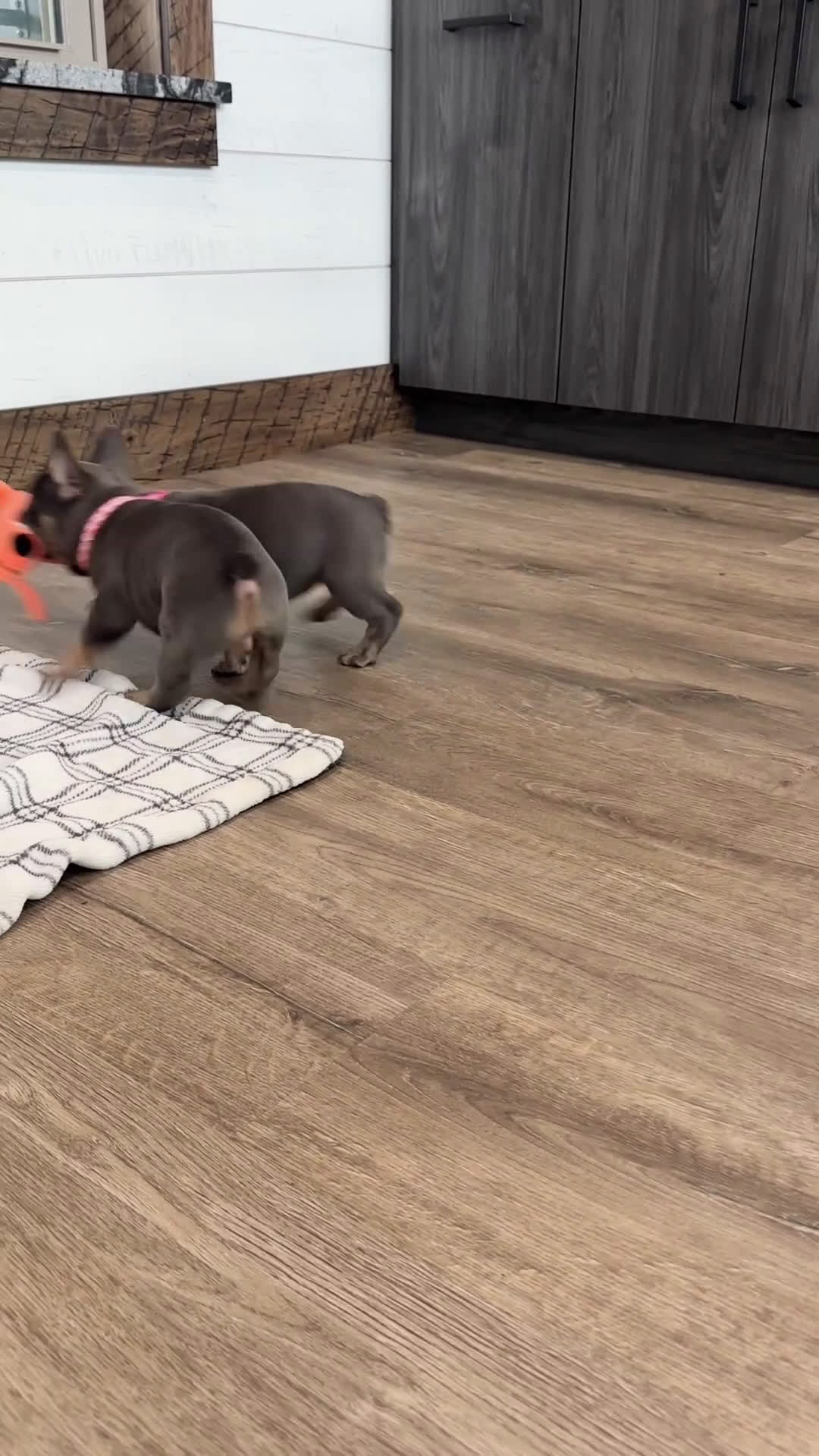 French Bulldog dogs for sale: Mila - Video 1