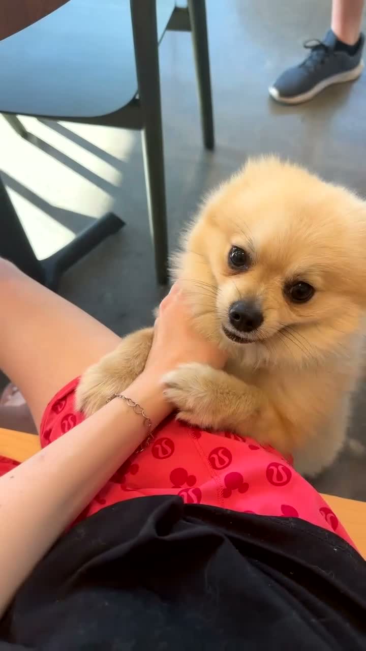 Pomeranian dogs for sale: Kodak - Video 4