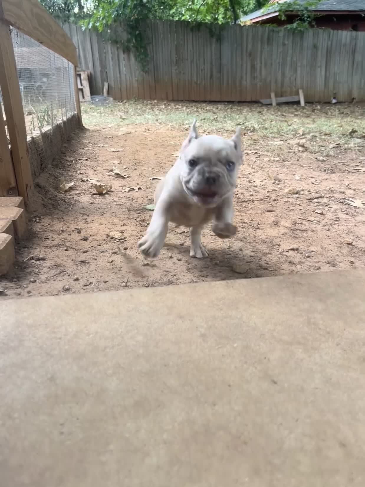 French Bulldog dogs for sale: Reggie - Video 1