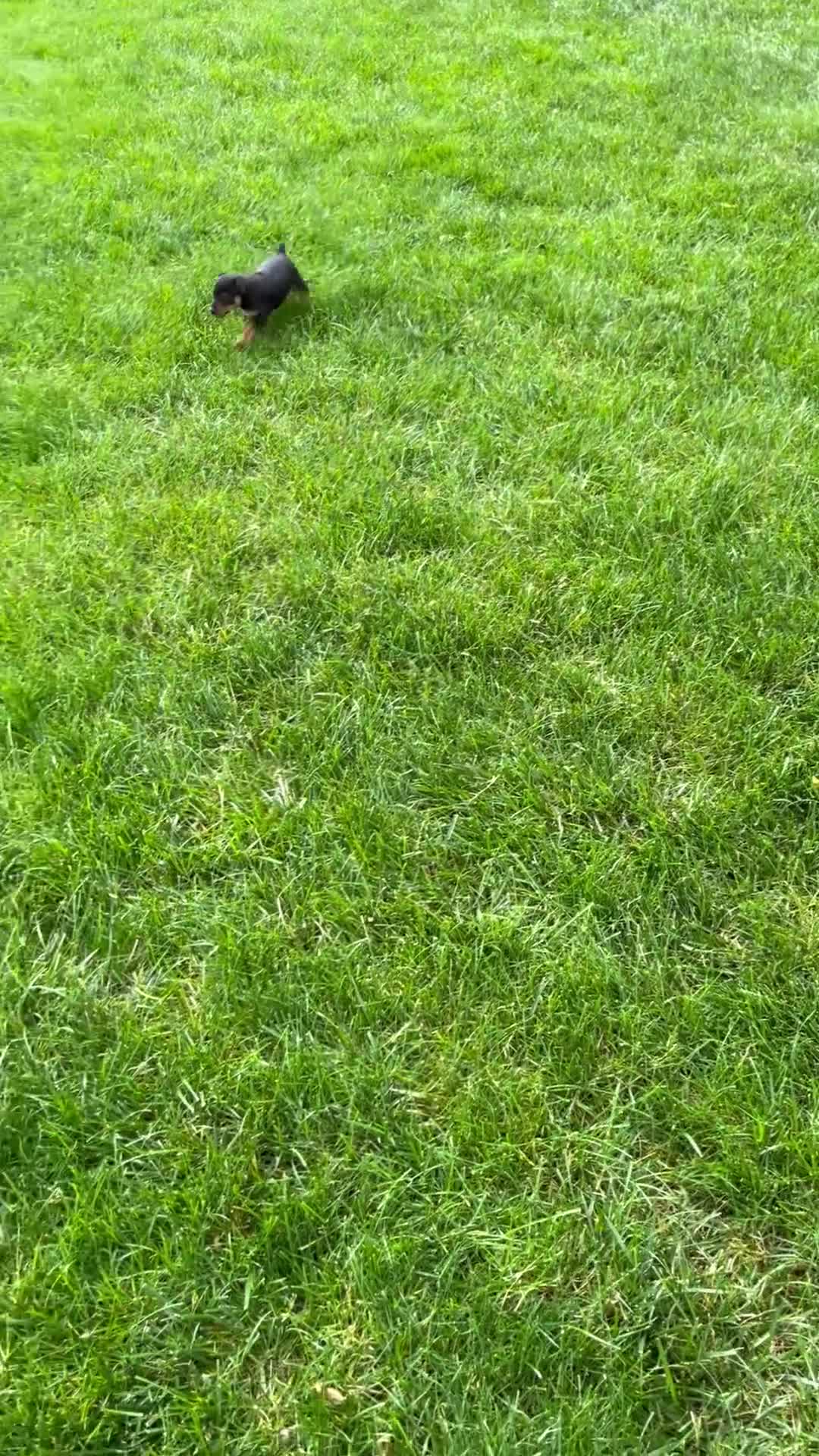 Miniature Pinscher dogs for sale: Keiser - Video 1