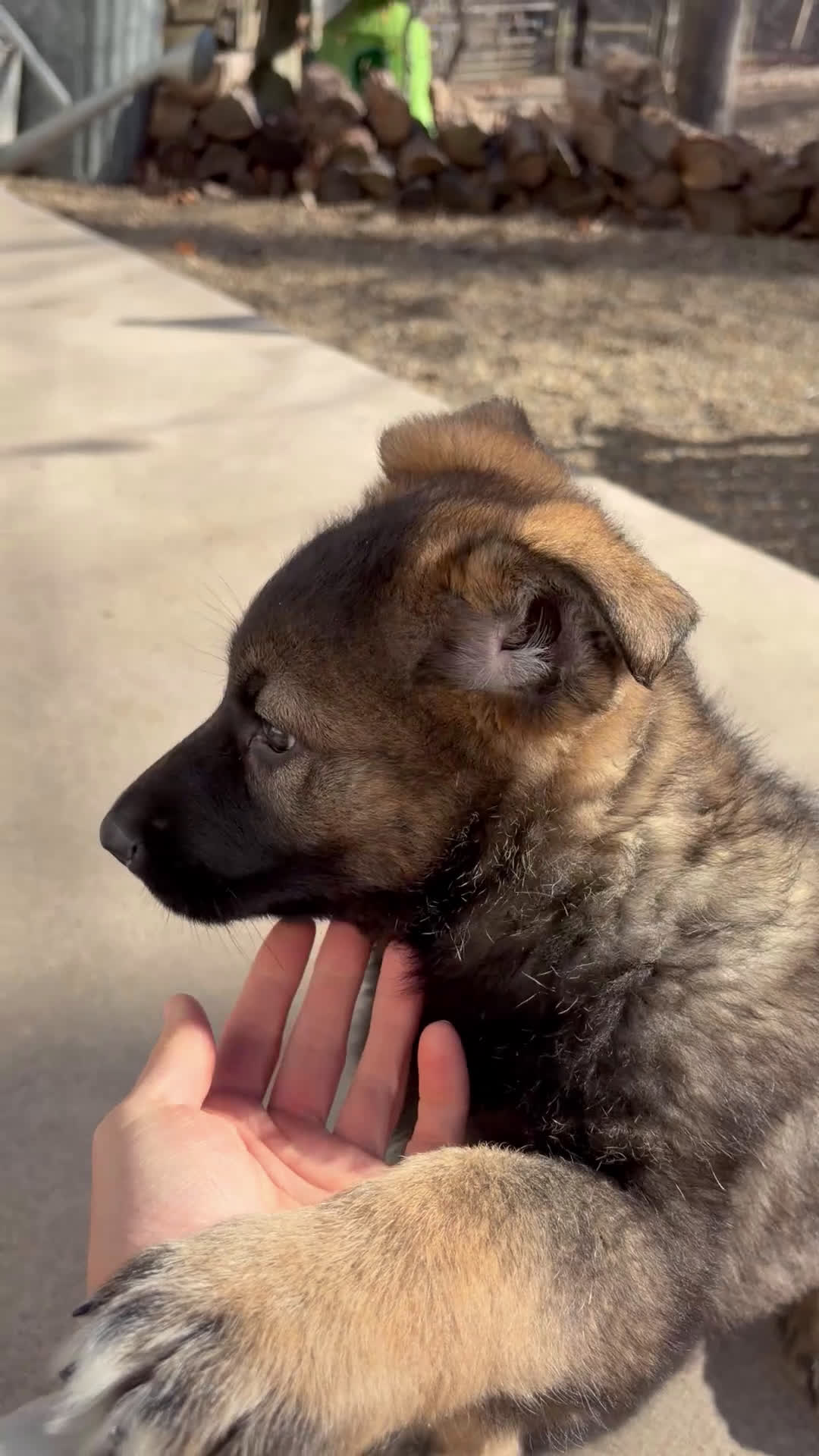 German Shepherd dogs for sale: Millie - Video 1