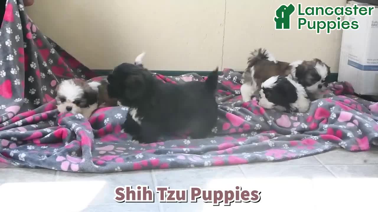 Shih Tzu dogs for sale: Katie Cow - Video 1