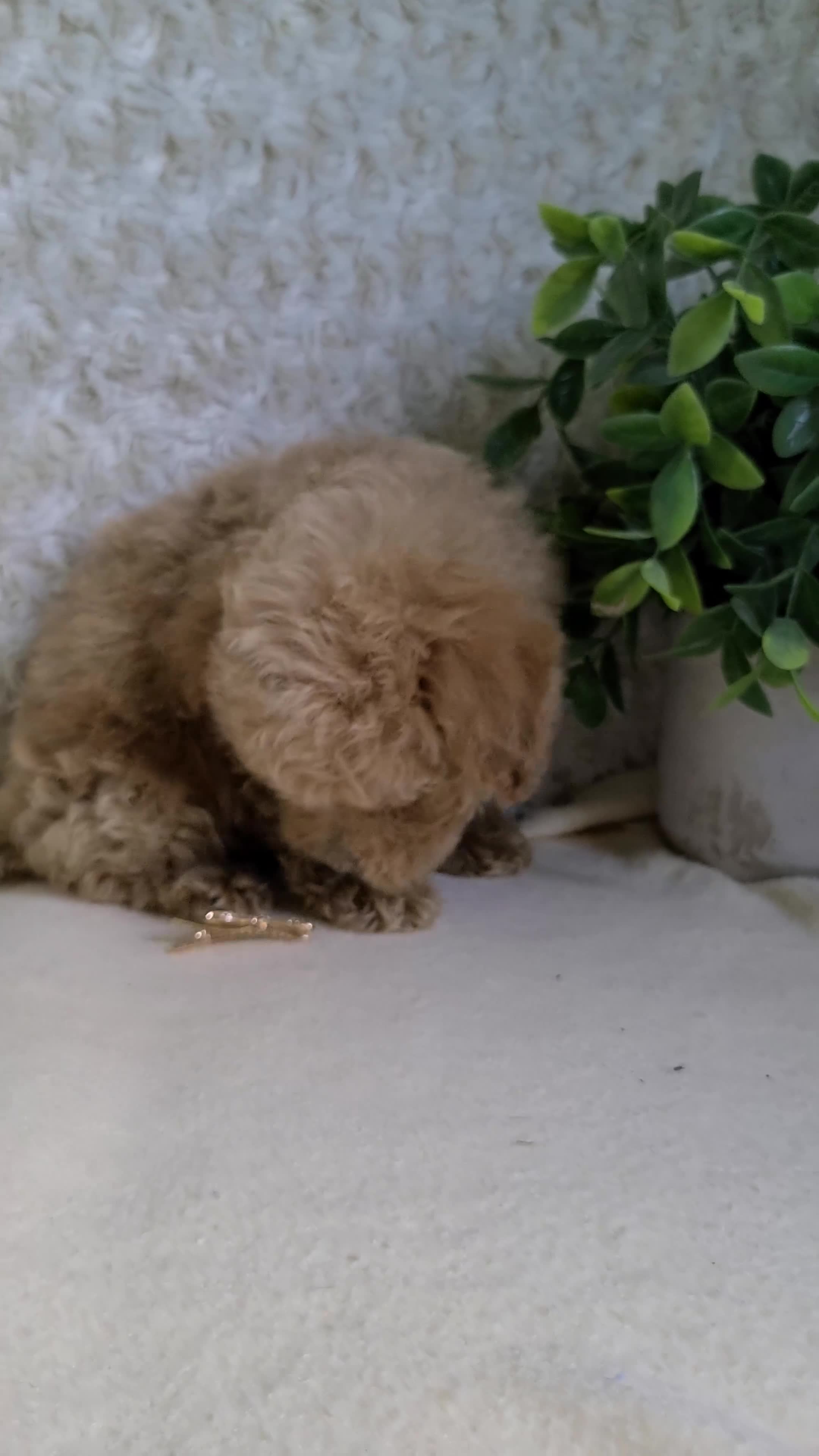 Bichpoo dogs for sale: Pebbles - Video 1
