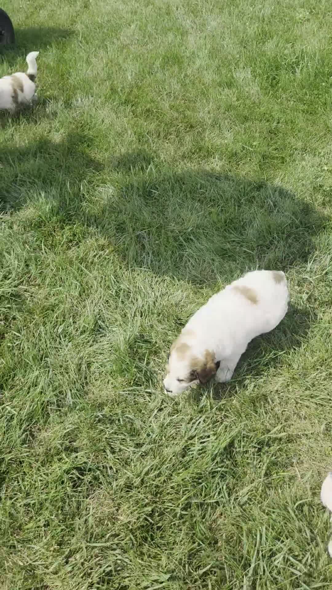 Mixed Breed dogs for sale: Rock - Video 1