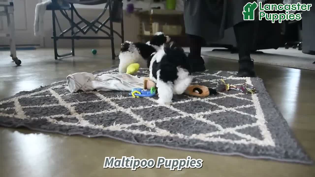 Maltipoo dogs for sale: Chip - Video 1