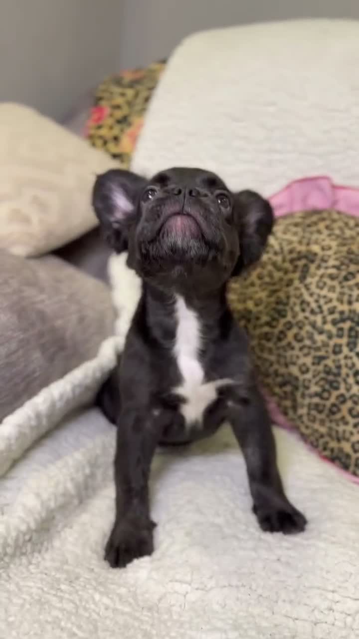 French Bulldog dogs for sale: Prada - Video 1