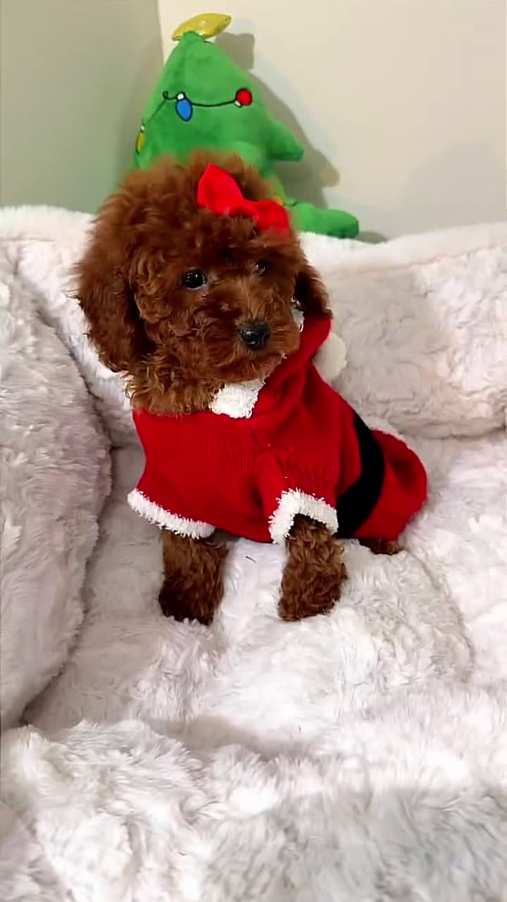 Toy Poodle dogs for sale: Tiny cakes  - Video 2