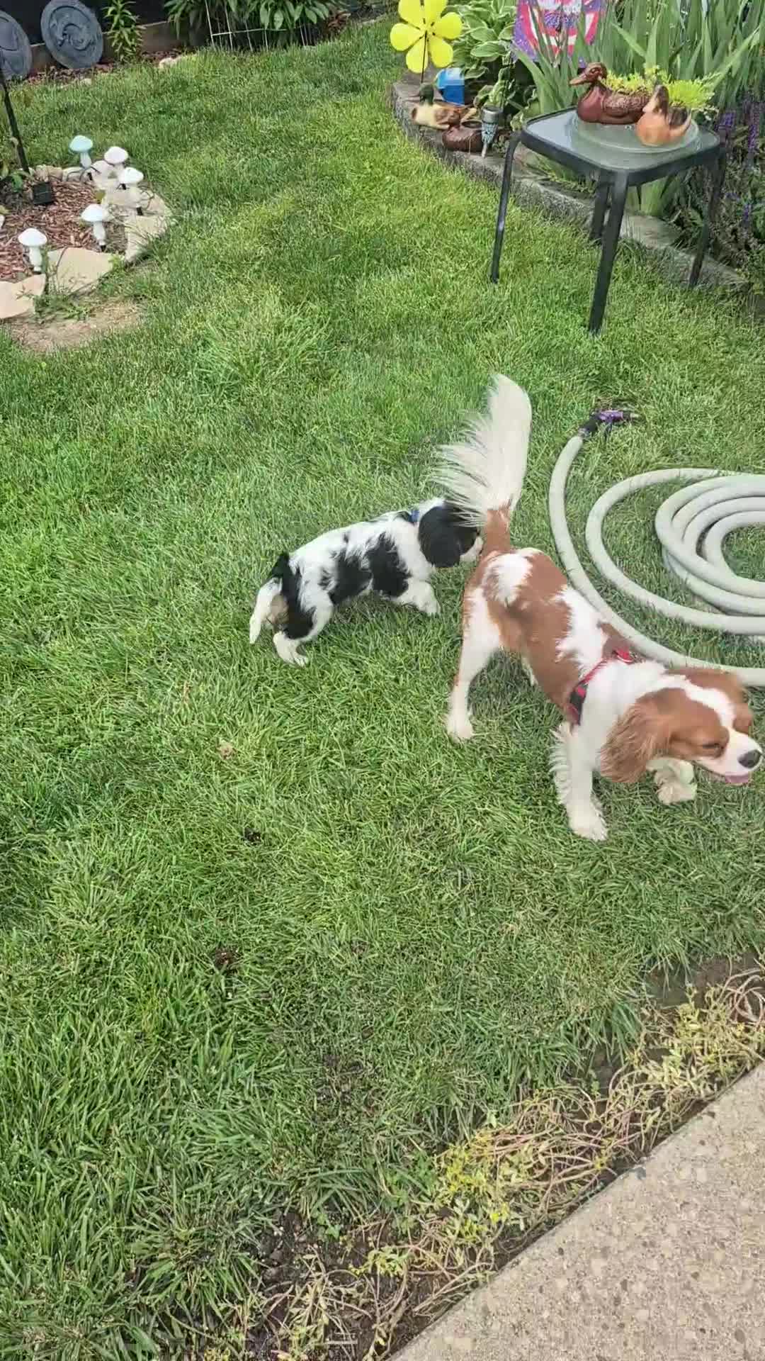 Cavalier King Charles Spaniel dogs for stud: Stud  - Video 1