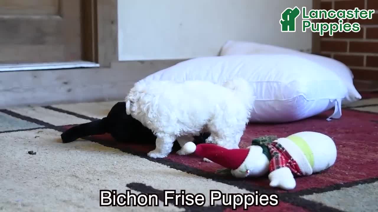 Bichon Frise dogs for sale: Apollo - Video 1