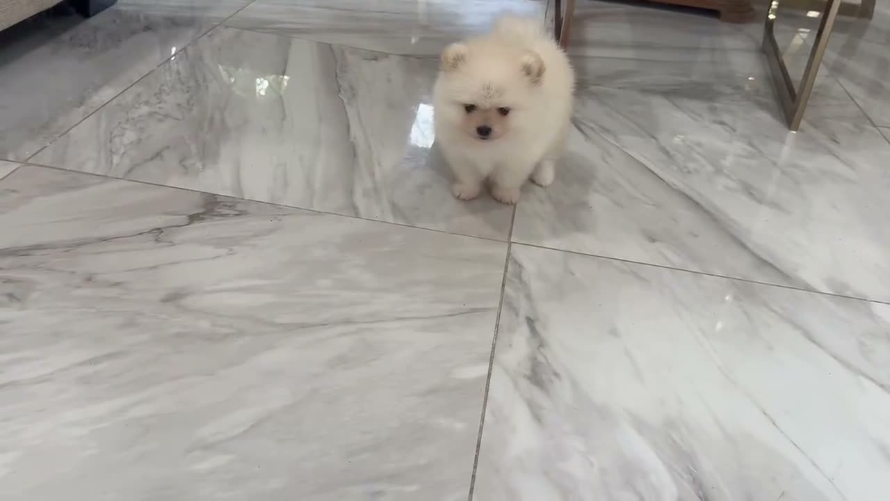 Pomeranian dogs for sale: Paris - Video 4