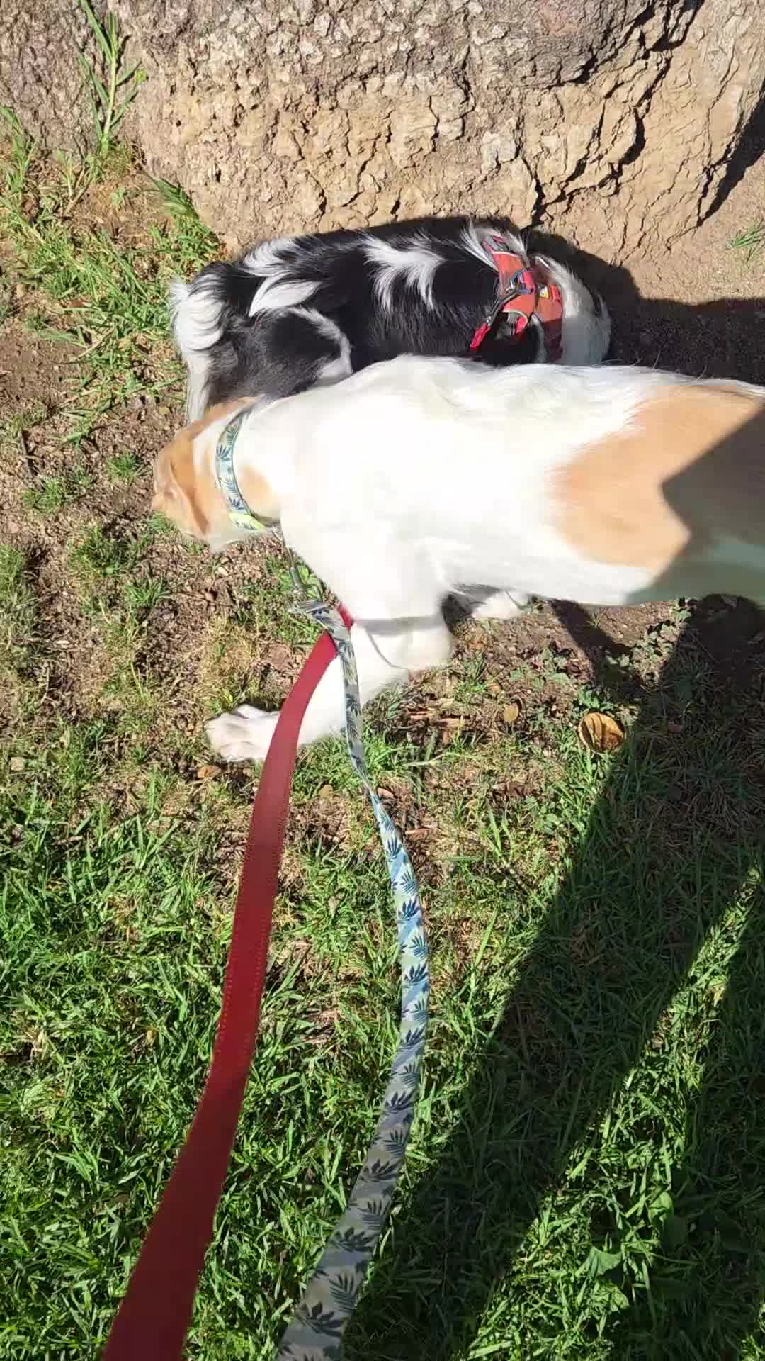 Borzoi dogs for sale: Victor - Video 3