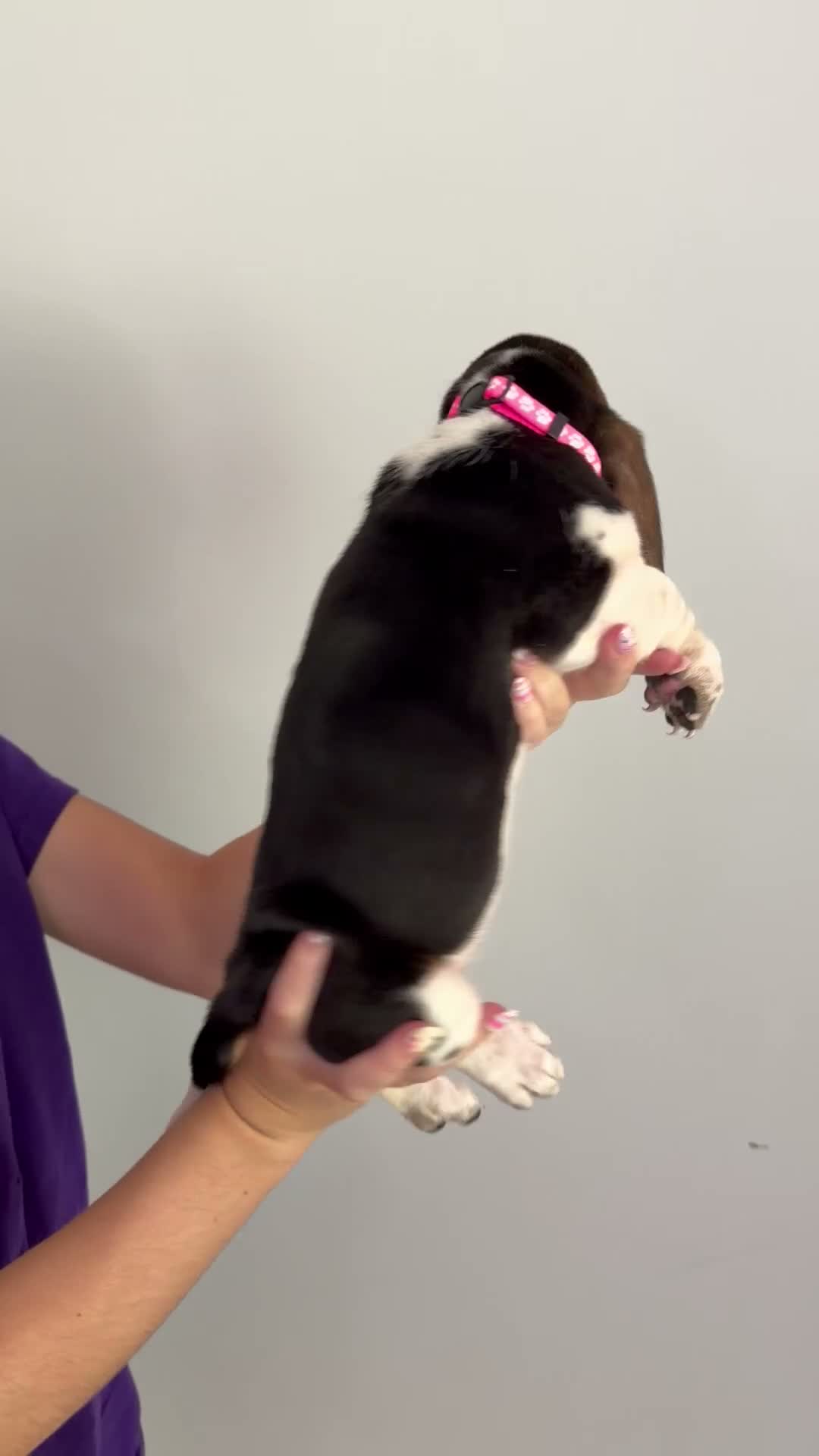 Basset Hound dogs for sale: Dorothy - Video 1
