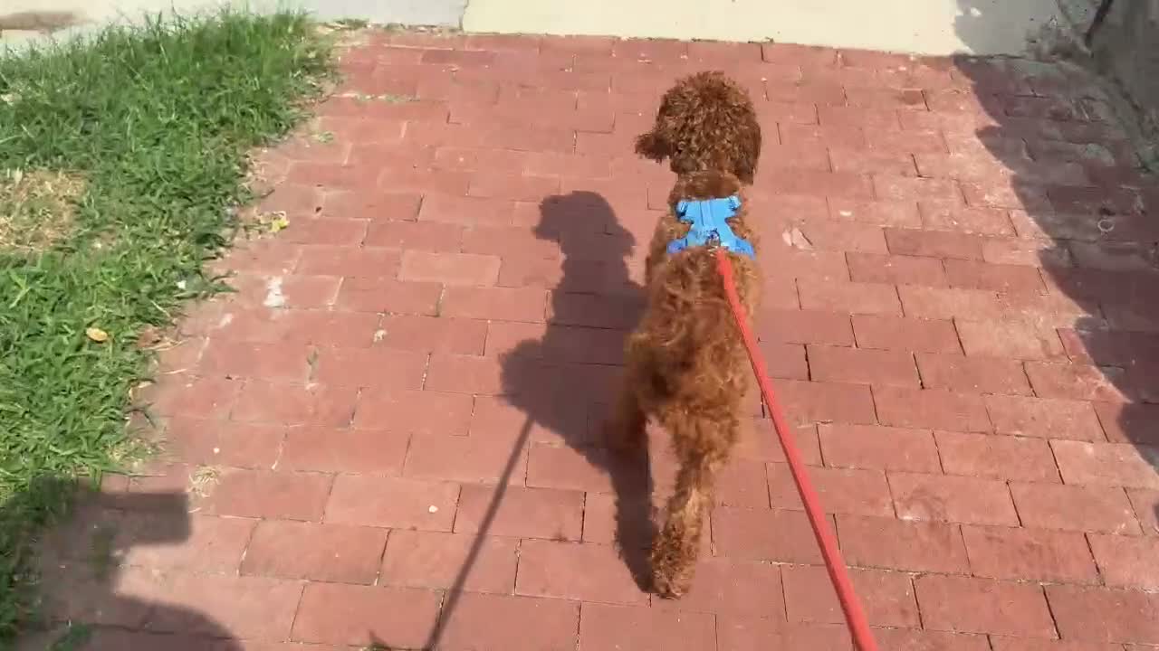 Miniature Poodle dogs for sale: Miniature Poodle 1 - Video 1
