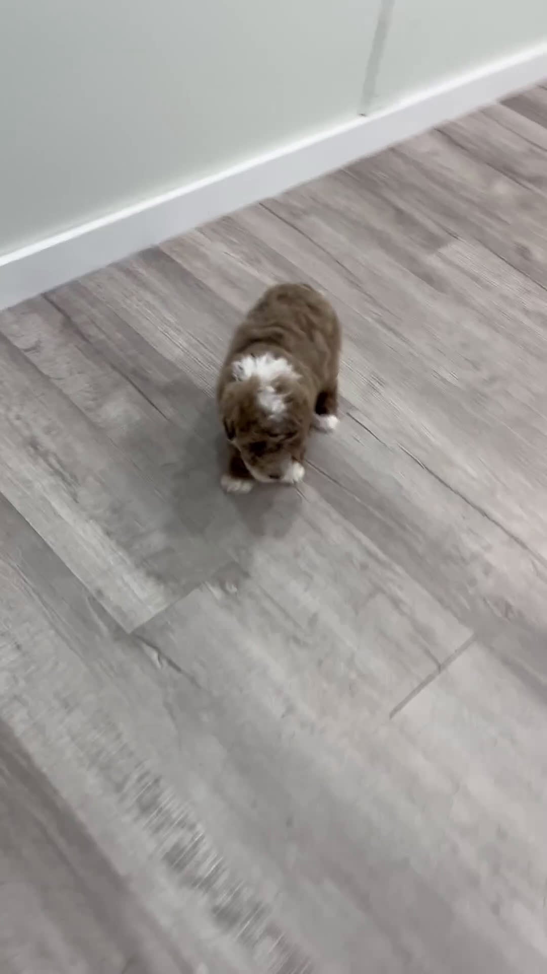 Mini Goldendoodle dogs for sale: Kai - Video 1