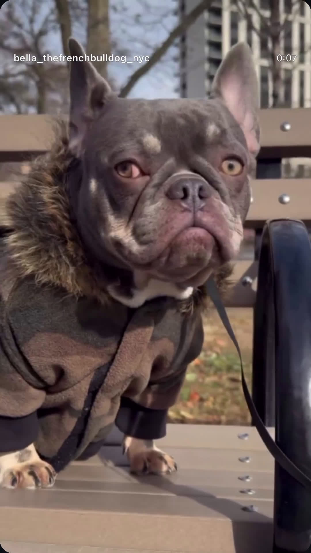 French Bulldog dogs for sale: French Bulldog Puppy 5 - Video 2