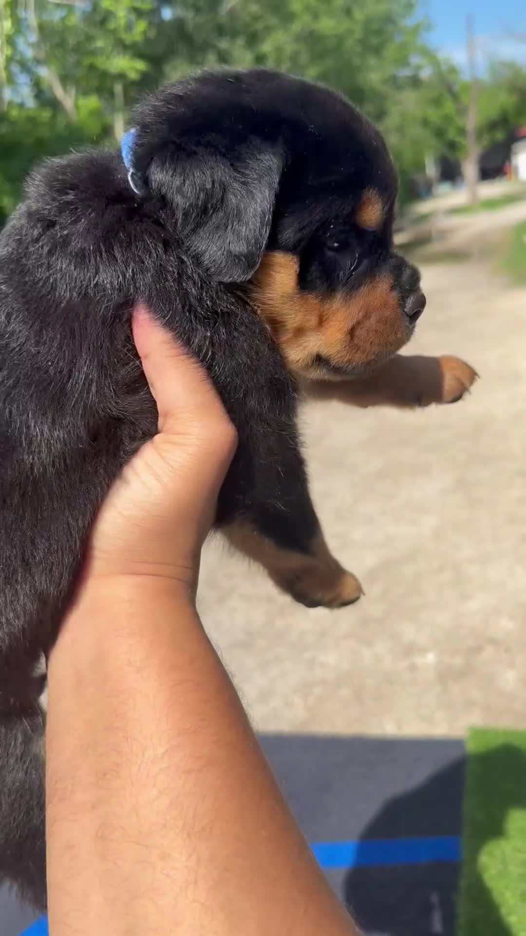 Rottweiler dogs for sale: Alexander - Blue Collar - Video 2