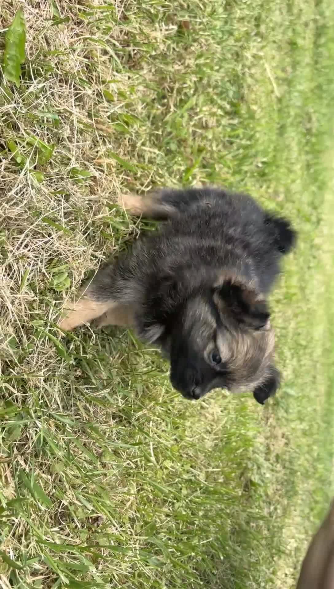 Pomeranian dogs for sale: Savannah  - Video 1
