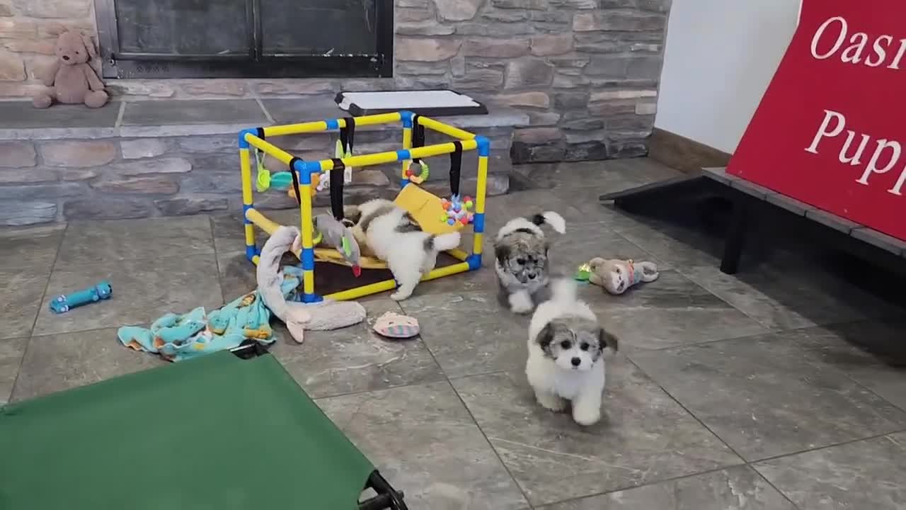 Havanese dogs for sale: EDISON - Video 4