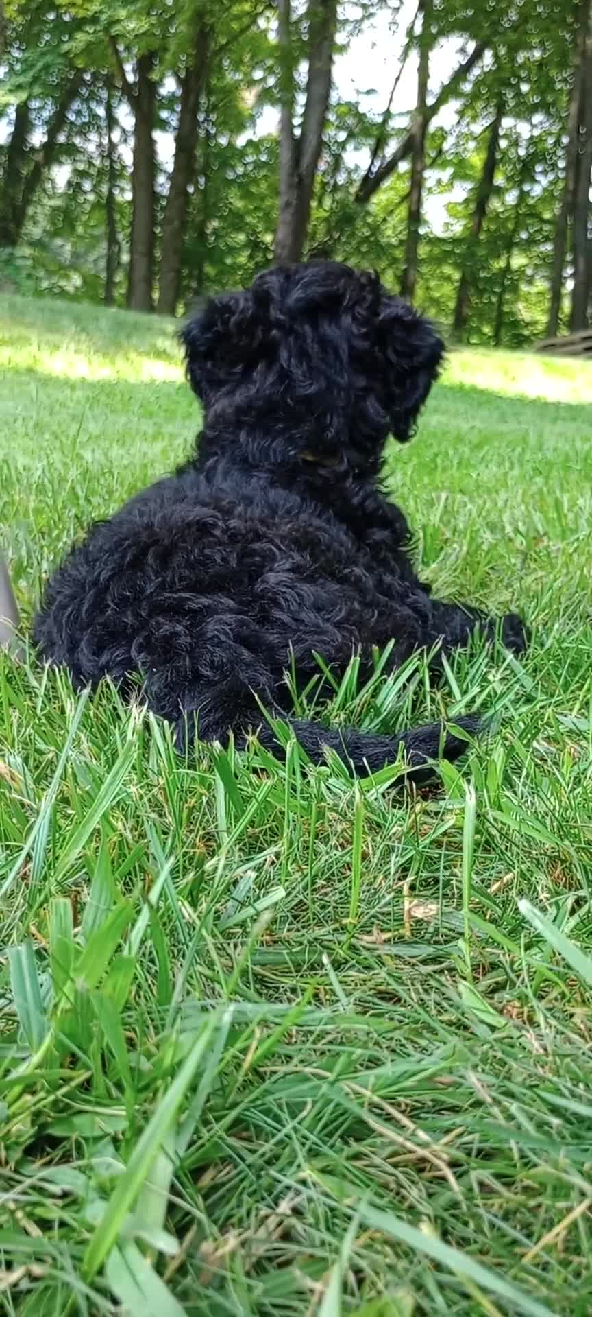 Mini Goldendoodle dogs for sale: Miss Waxwing - Video 1