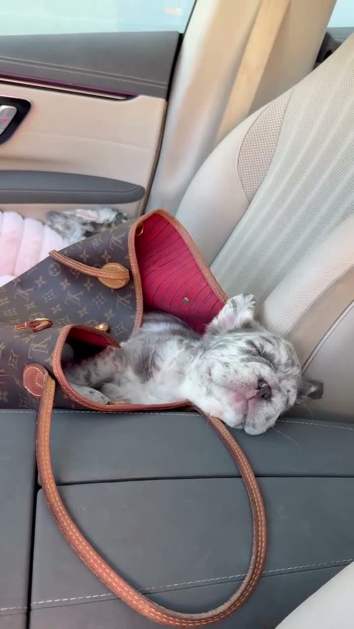 French Bulldog dogs for sale: Mimi the fluffy  - Video 3