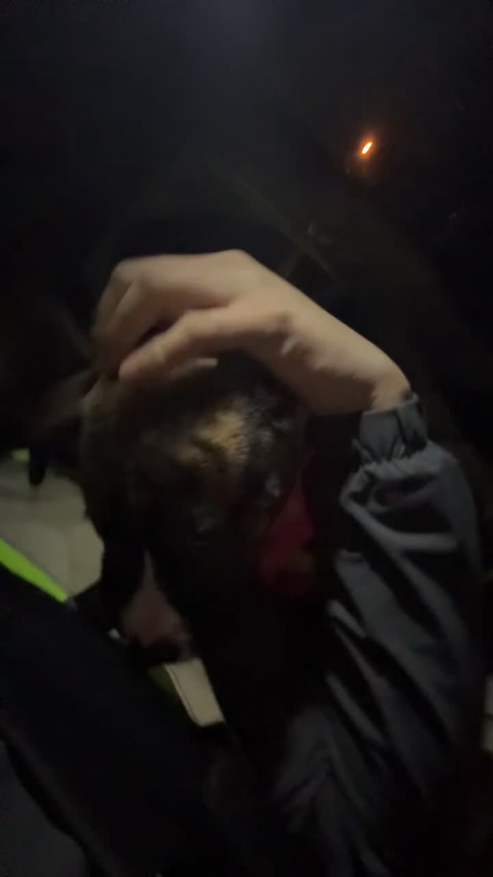 Staffordshire Bull Terrier dogs for sale: Staffordshire Bull Terrier Puppy 1 - Video 2