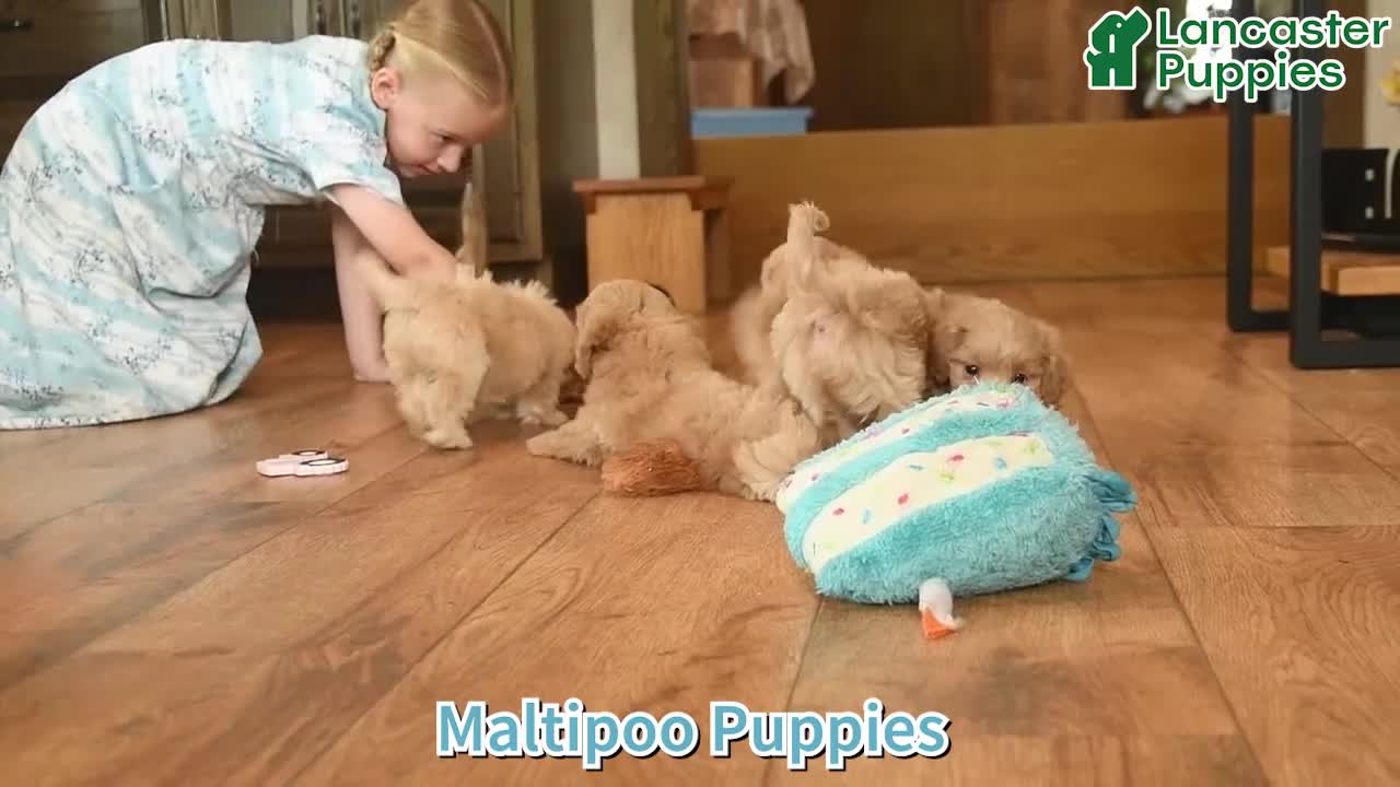 Maltipoo dogs for sale: Emma  - Video 1