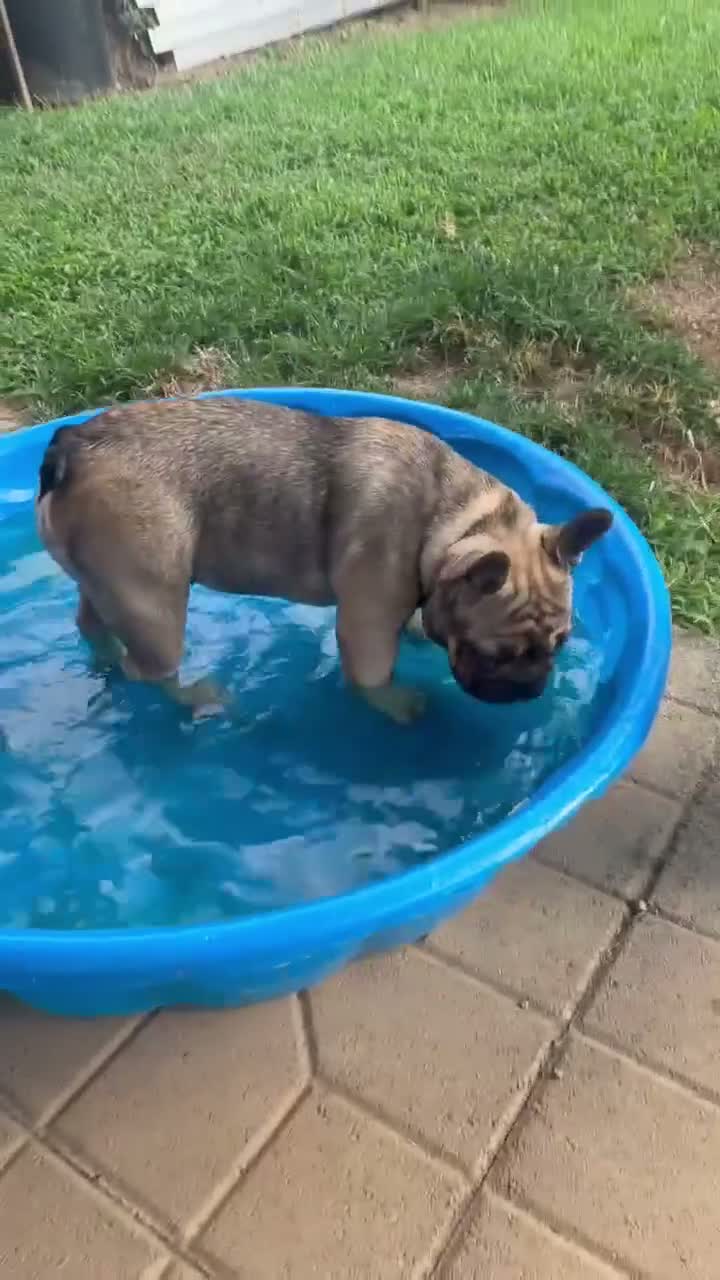 French Bulldog dogs for sale: Liza - Video 1